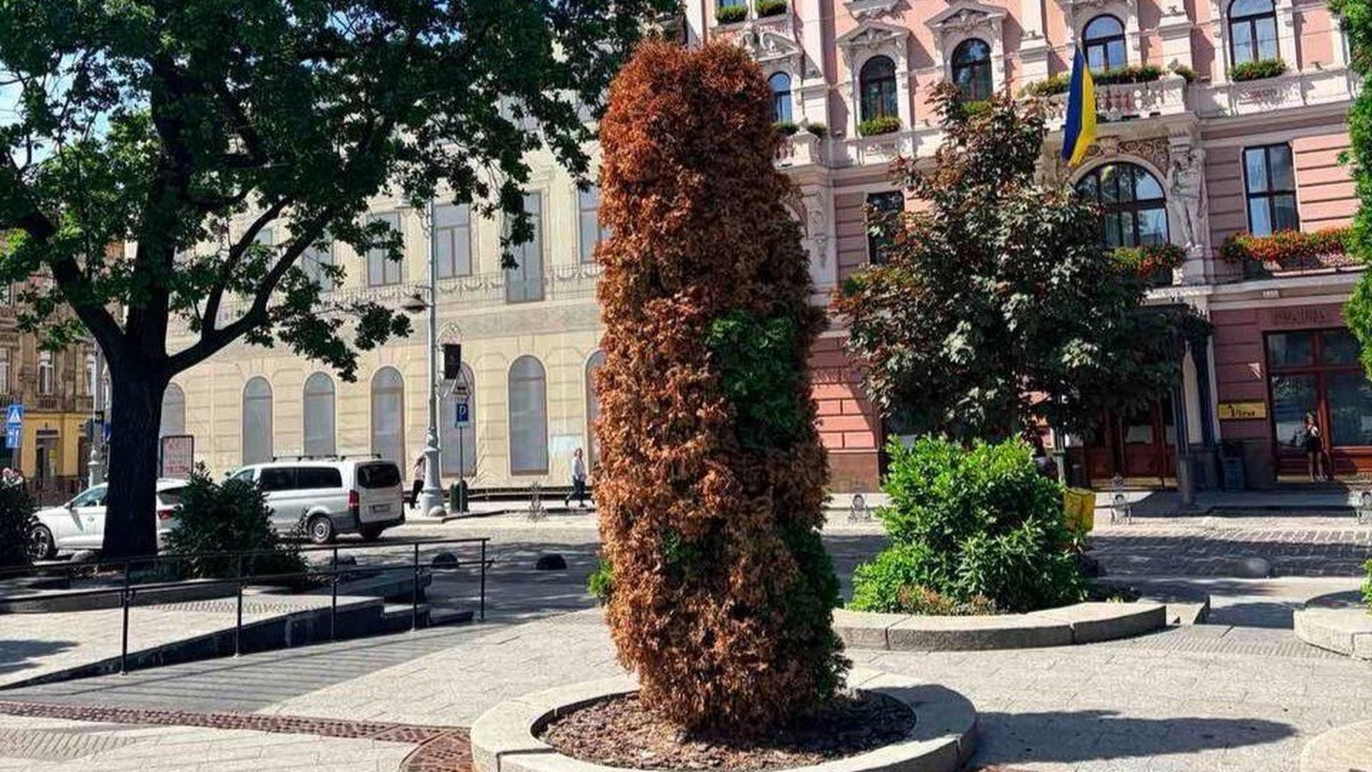 Туї на проспекті Свободи у Львові навпроти пам'ятника Шевченку — чотири з них зріжуть через всихання