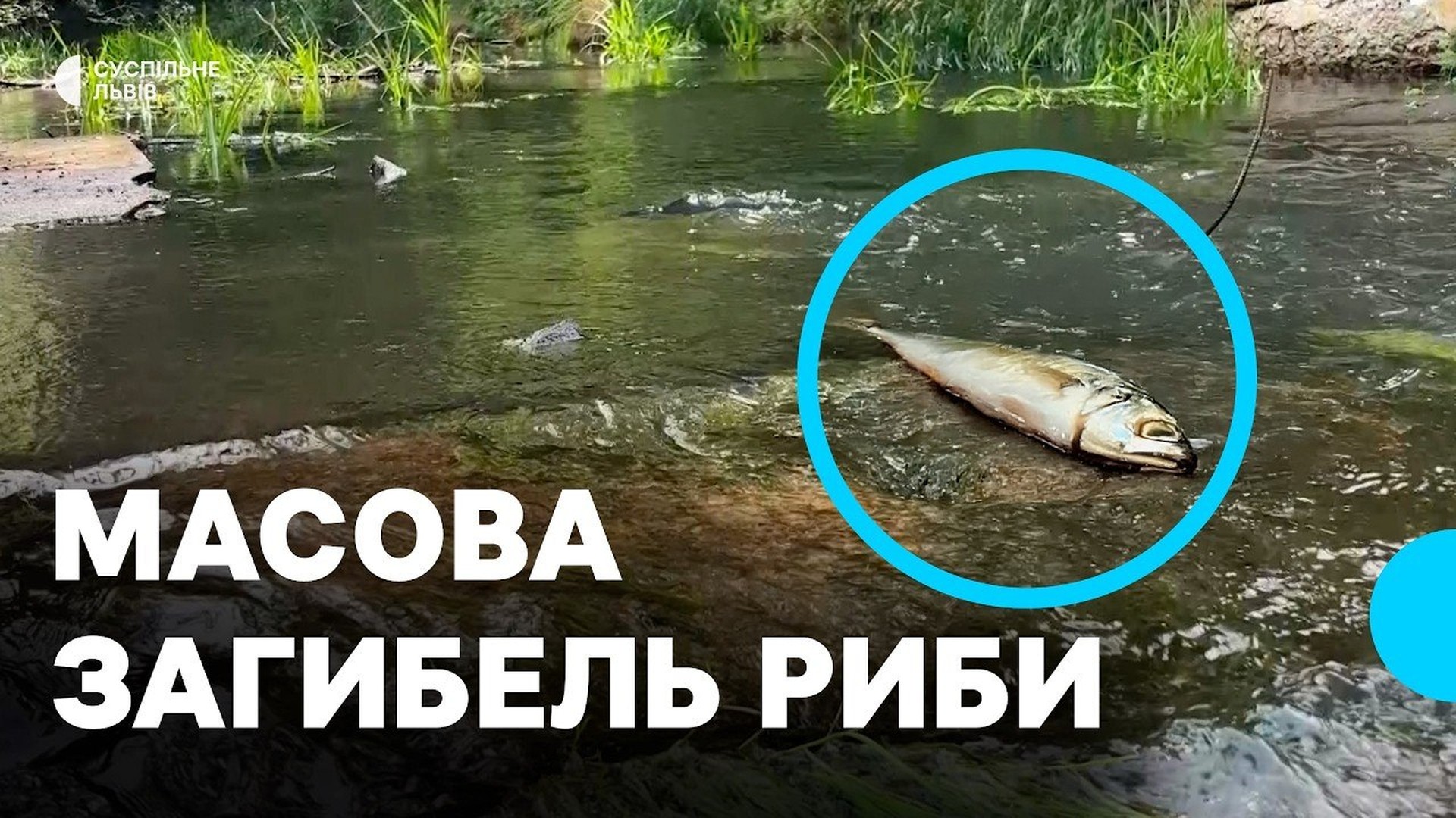 Річка Бережниця на Стрийщині, де після масової загибелі 585 рибин виявили перевищення заліза, хлоридів та амонійного азоту
