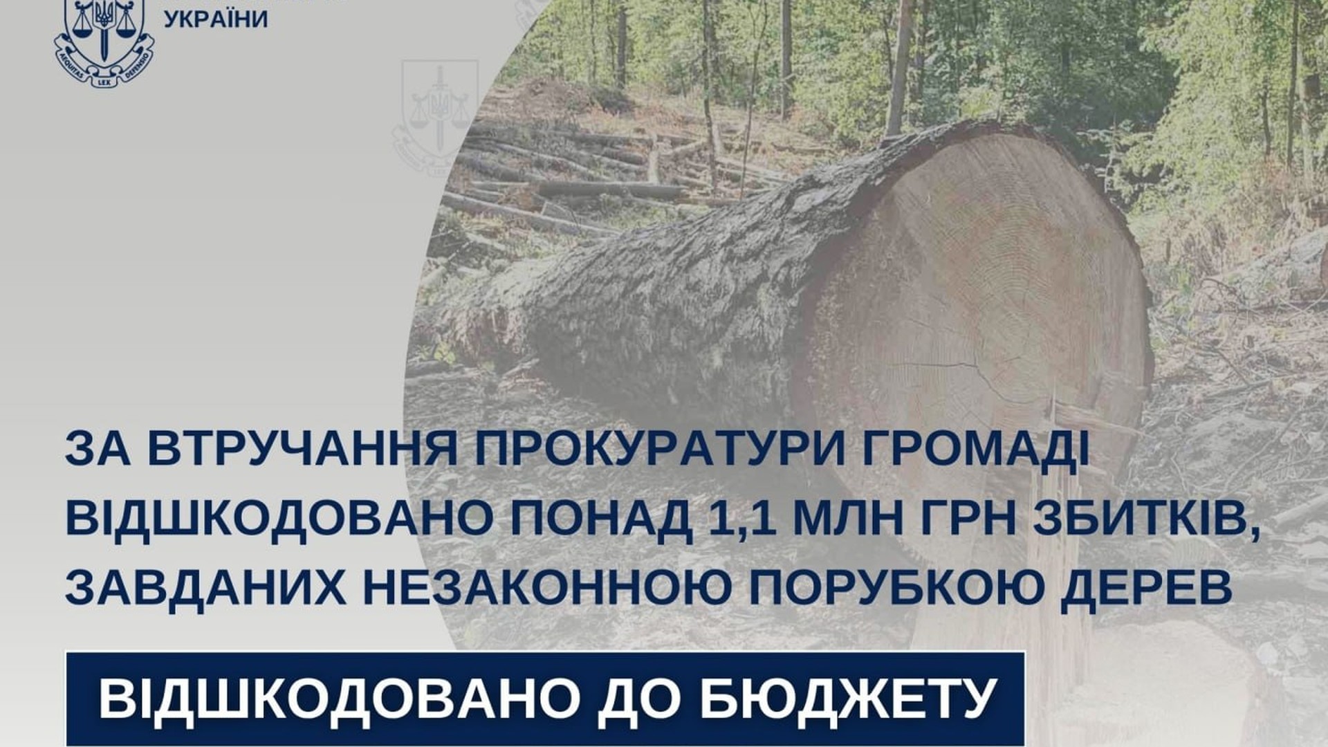 Зрубані дерева в лісі на Львівщині — 134 стовбури різних порід, збитки громаді перевищили 1,1 млн грн