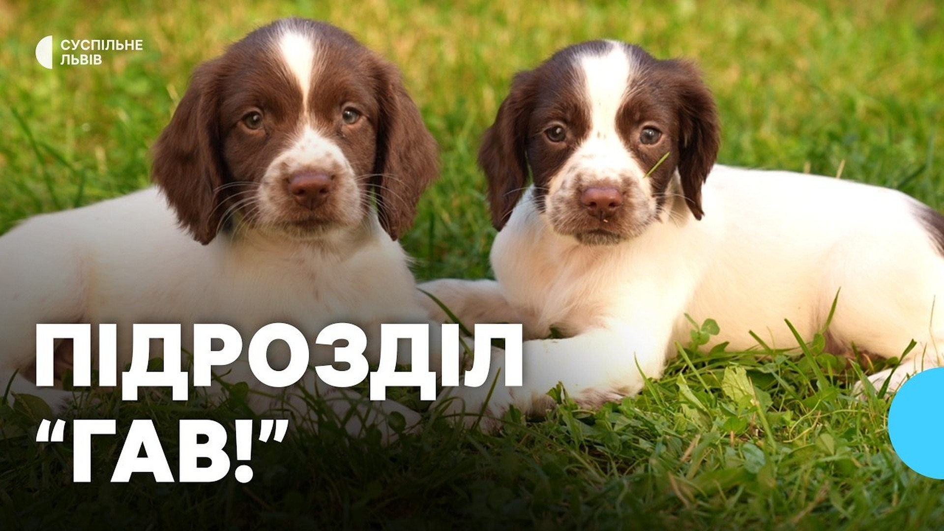 Співробітники львівського еколого-натуралістичного центру доглядають за цуценятами у межах проєкту для Сил оборони