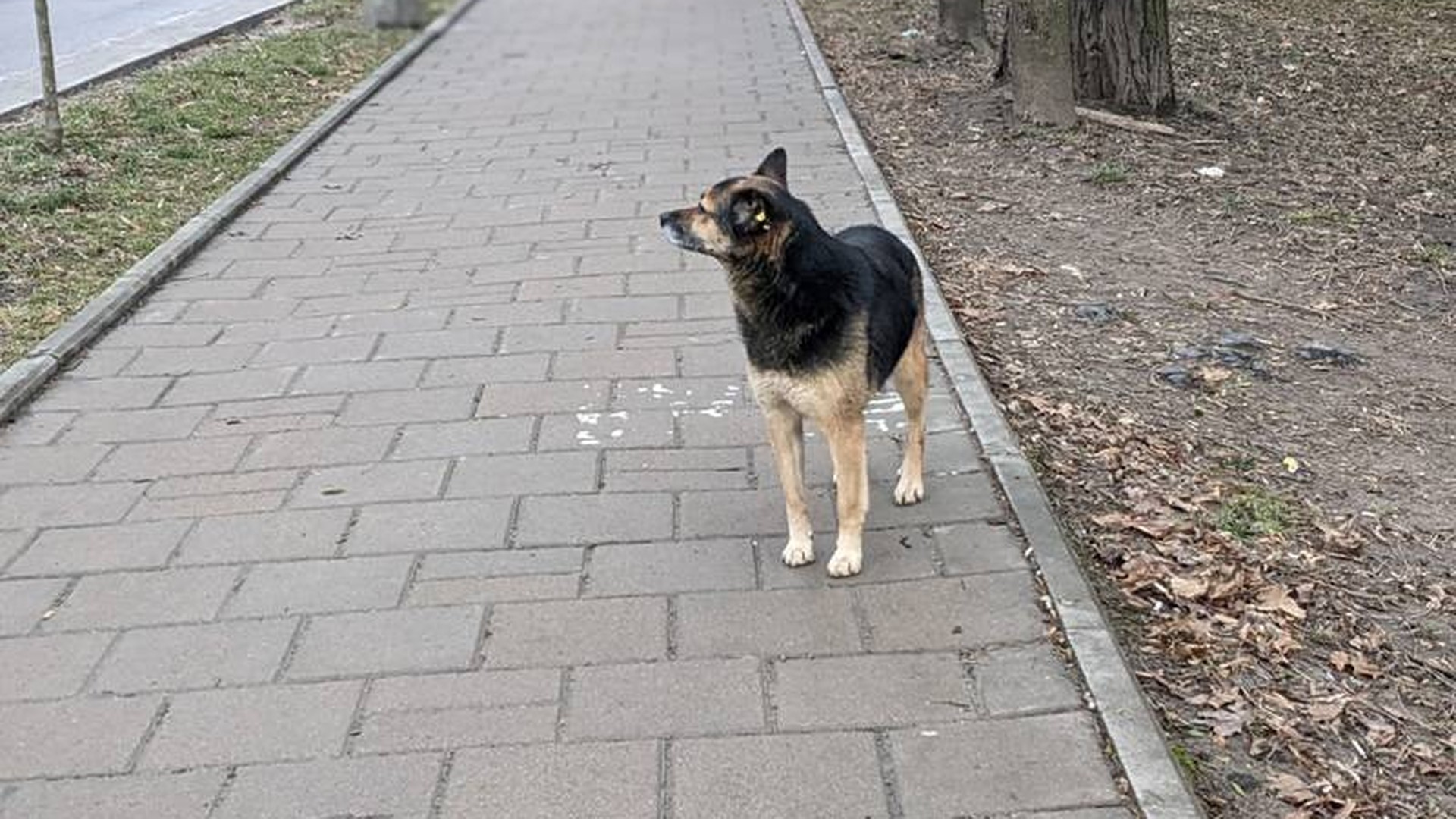 Карта Львівської області з позначками районів, де у 2026 році підтвердили 39 випадків сказу серед собак, котів і лисиць