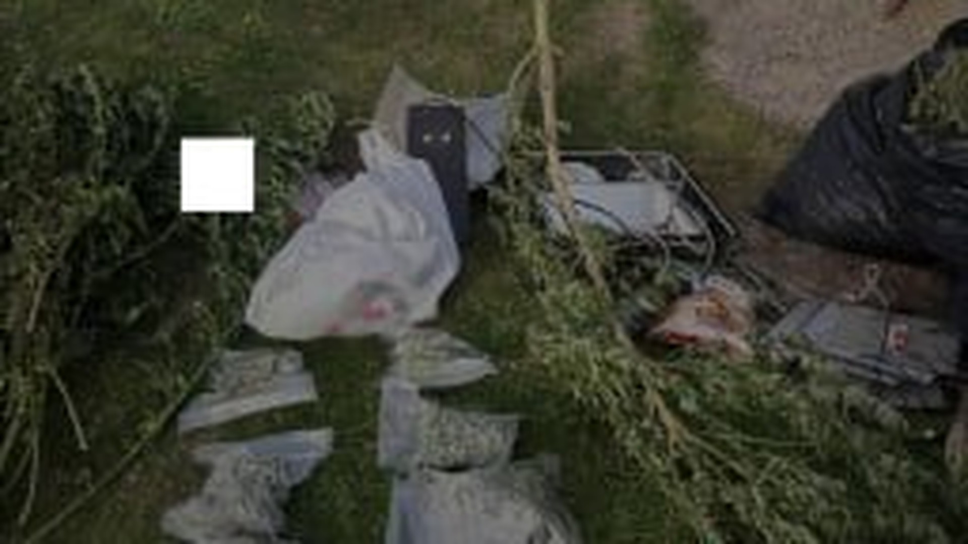 Семеро мешканців Львівщини затримані за вирощування конопель на двох ділянках — вилучену продукцію оцінюють до 15 млн грн