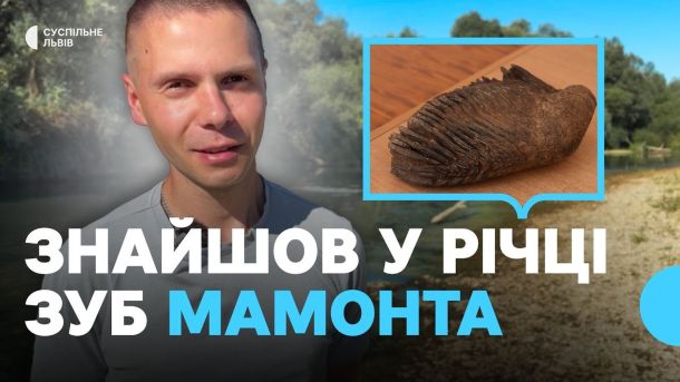 Зуб мамонта вагою понад 7 кілограмів і довжиною 35 сантиметрів, знайдений у річці Стрий поблизу Жидачева на Львівщині