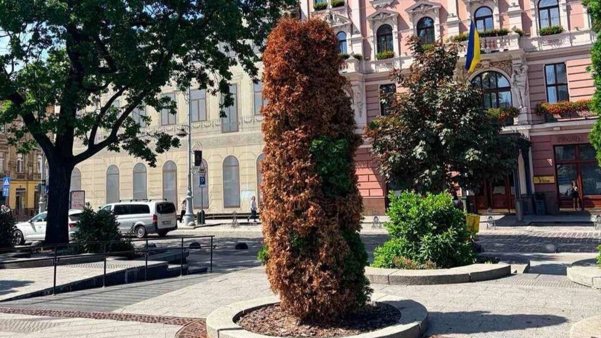 Туї на проспекті Свободи у Львові навпроти пам'ятника Шевченку — чотири з них зріжуть через всихання