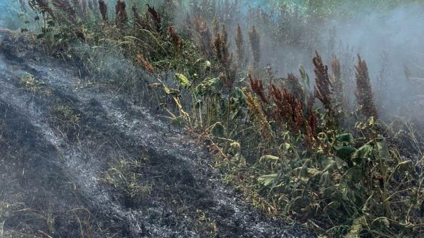 Рятувальники ДСНС гасять пожежу в екосистемі на Львівщині — за добу сталося 12 загорянь на площі понад 3 600 м²