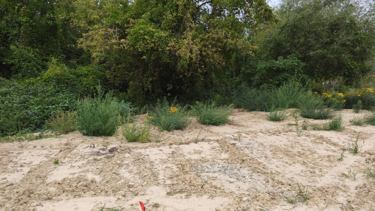 Урочище Голоско у Шевченківському районі Львова, де ділянку 0,0943 га виставляють на торги за 2,76 млн грн для будівництва складу