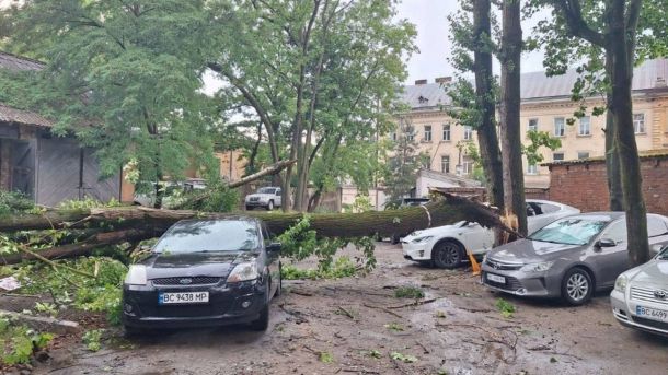 Наслідки буревію у Львові 29 червня: повалені дерева, пошкоджений світлофор і зірвані дахи в різних районах міста