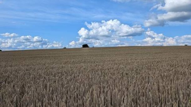 Антимонопольний комітет оштрафував два фермерські господарства Самбірщини за змову на аукціонах оренди землі на Львівщині на понад 1 млн грн