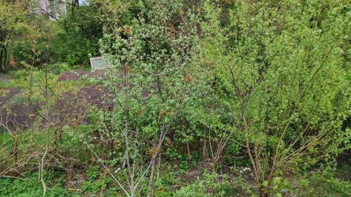 Вигляд порожньої земельної ділянки площею 1,5 га на вул. Земельній, 8 у Личаківському районі Львова, яку планують продати за 76,9 млн грн під офісний