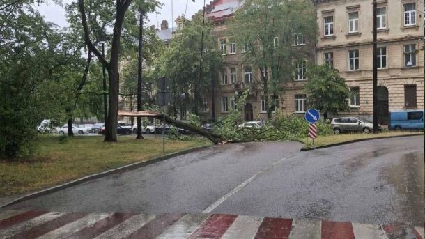 Аварійні бригади усувають наслідки падіння дерева на контактну мережу на площі Святого Юра у Львові — тролейбуси скоротили маршрути