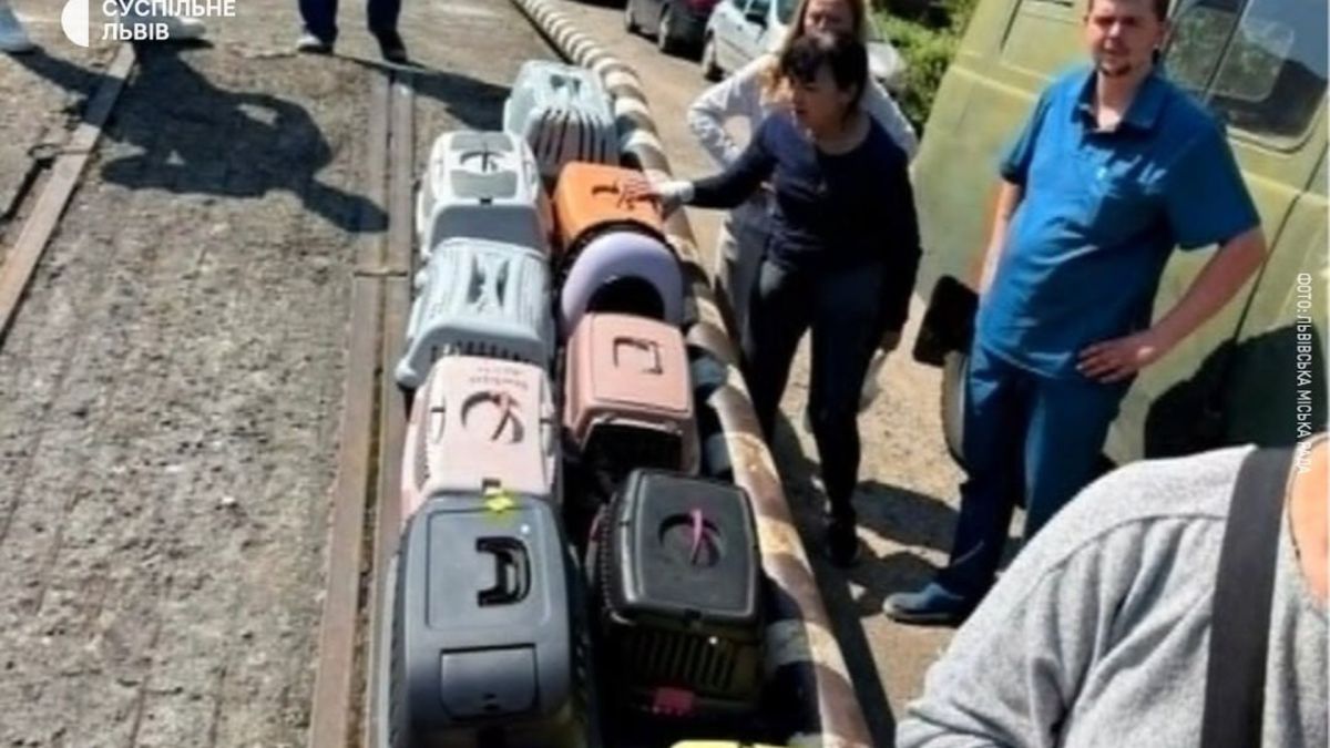 Модульне містечко на вулиці Пулюя у Львові, де тимчасово оселилася сім'я з двома дітьми та 14 котами після ракетного удару РФ